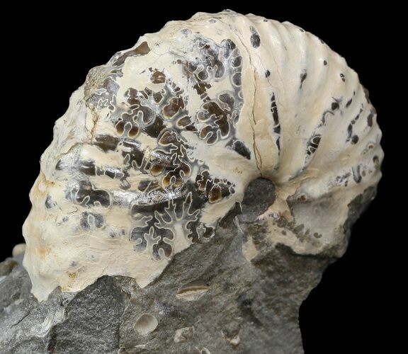 Nice Discoscaphites Gulosus Ammonite Cluster - South Dakota #44026